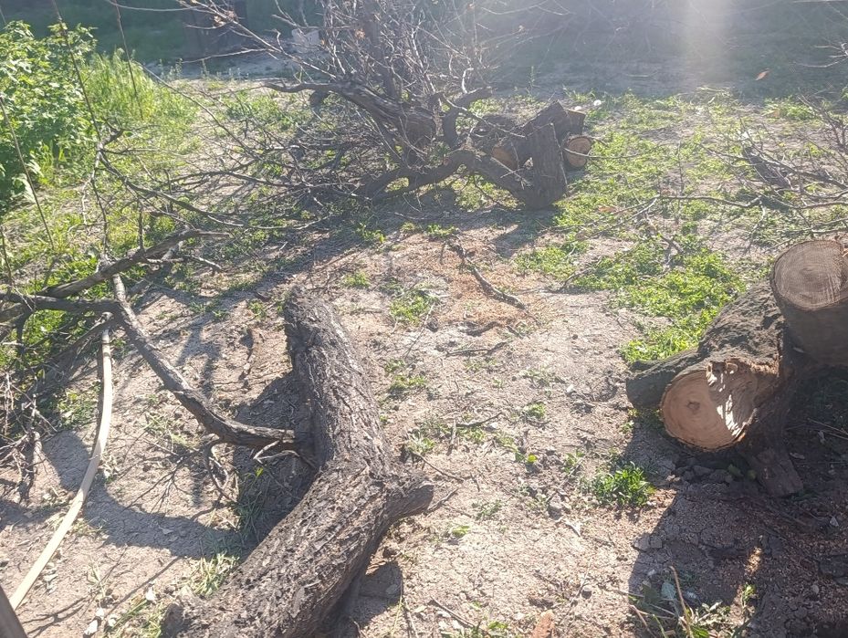 Дерево бесплатно