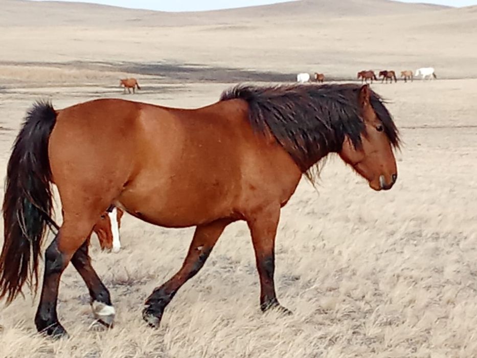 Айғыр сатылады .