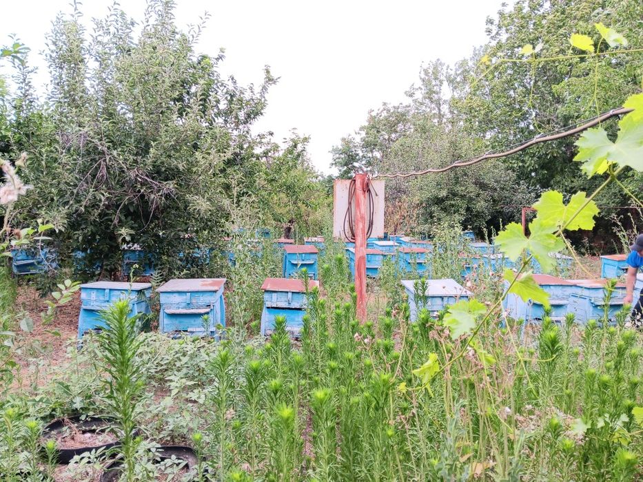 Продава се Парцел в с. Пелишат, Област Плевен - 1500 кв.м за 7 €/кв.м - Снимка #3