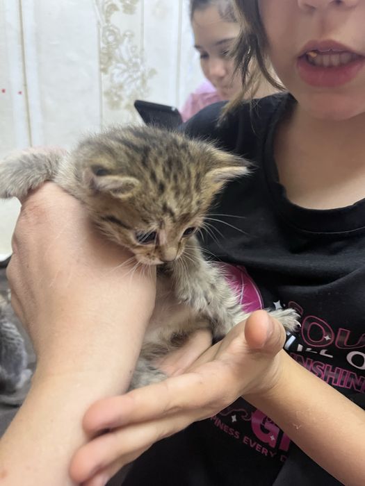 Котята в добрые руки