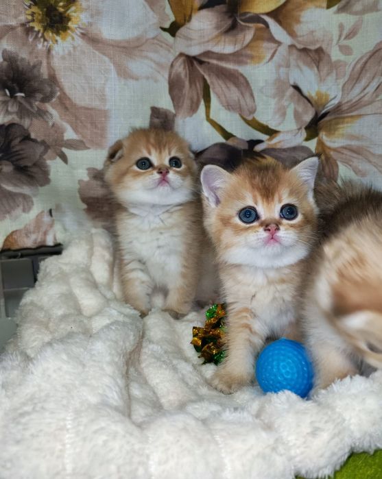 Шотландские котята золотая шиншилла