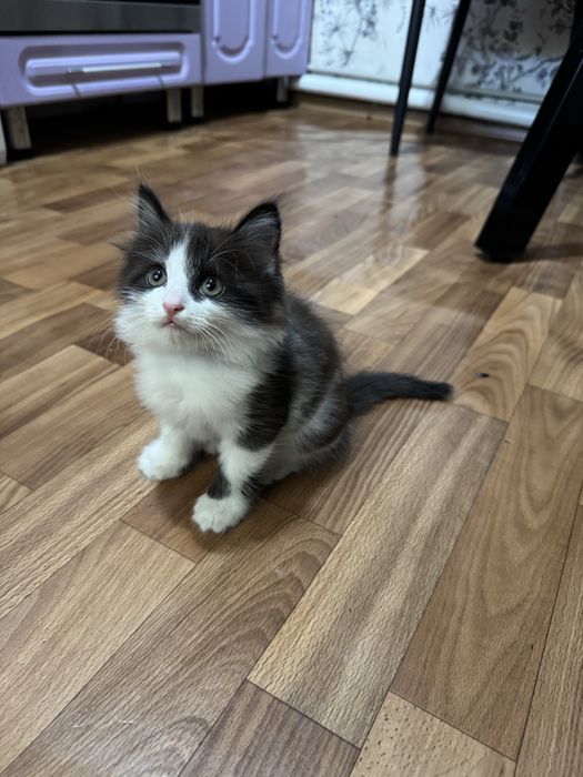 Котенок бесплатно в добрые руки