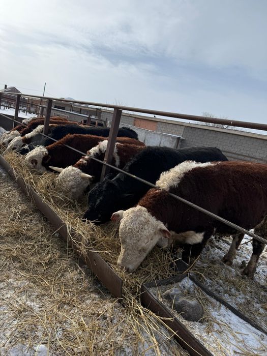 Продам быков 2-годовалых