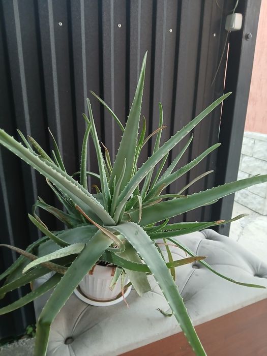 Алоэ лечебное 3 года