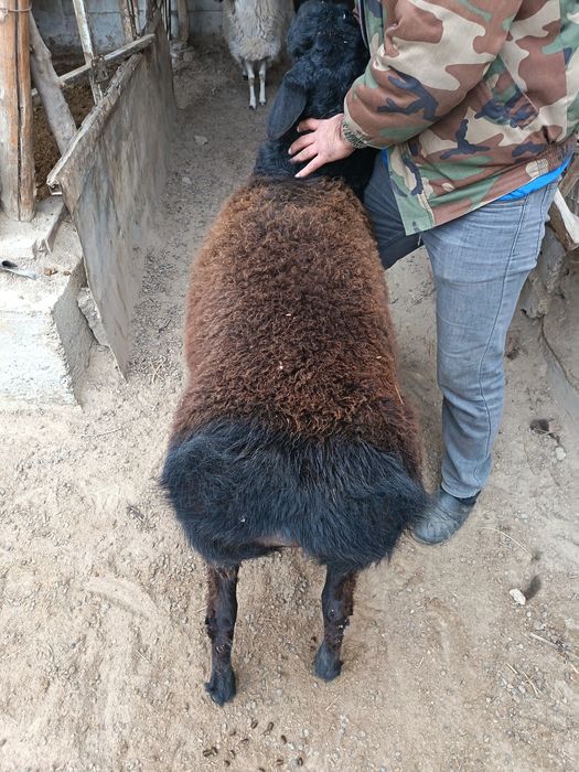 Кузи кучкор сотилади