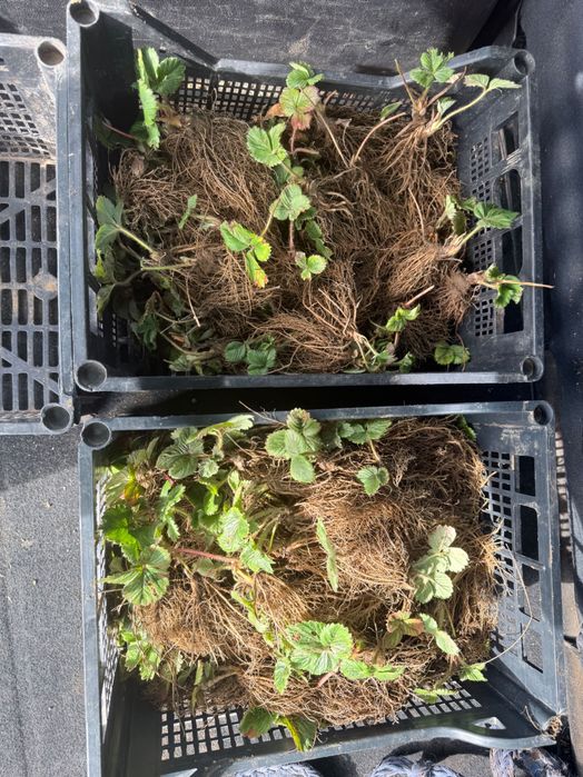 Разсад ягоди и малини