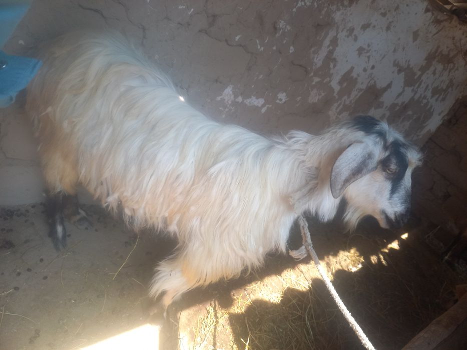 СРОЧНО!!! Продаётся Коза