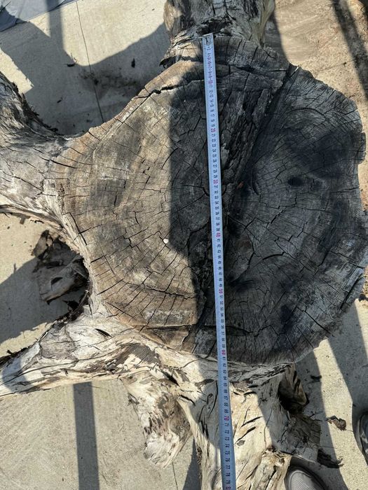 Корен от орехово дърво