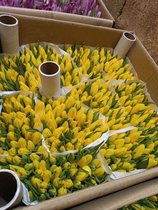 Тюльпаны оптом...