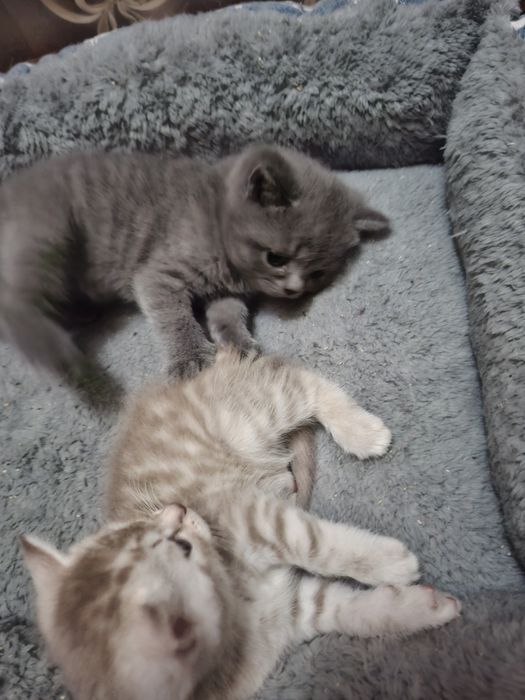 Котята шотландцы