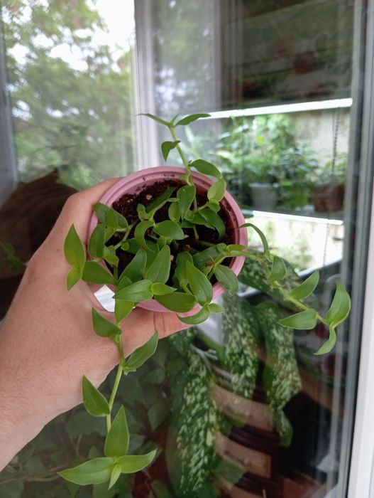 Комнатные  цветы