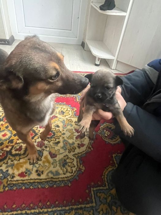 Собачка чихуахуа