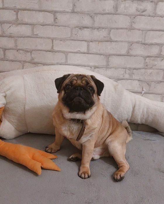 Продаются щенки мопса