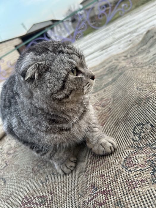 Кошка шатландский