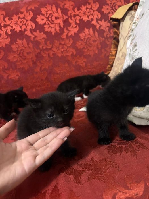 котята маленькие