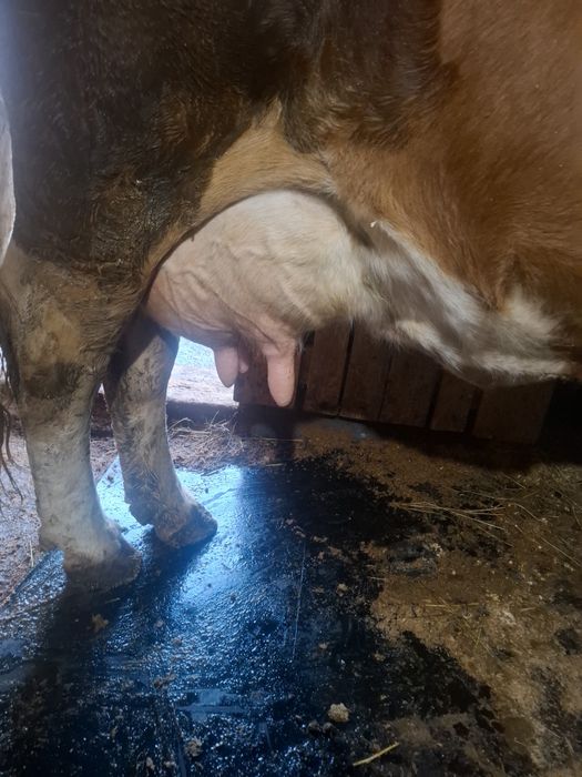 De vanzare o vaca forte buna de lapte