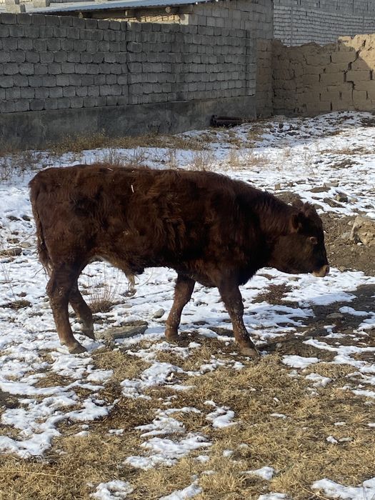 бұқалар сатылады