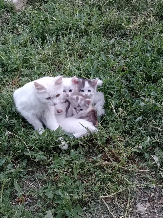 Отдам котят в добрые руки