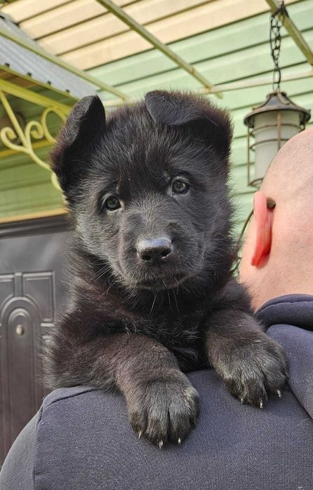 Чистокровные маленькие щенки