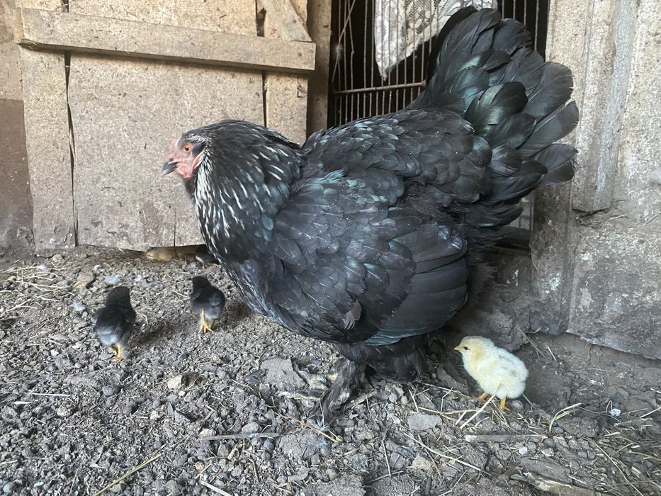 Продам домашних цыплят