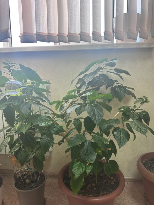 Цветы домашние или для офиса