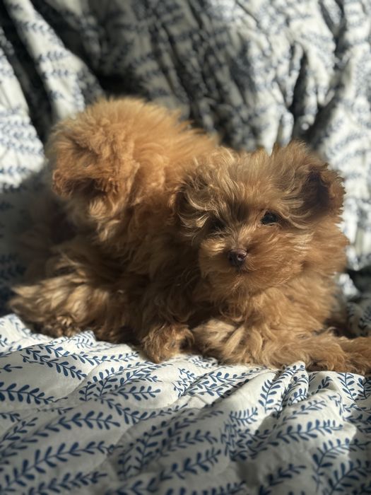 Помапу / Pomapoo