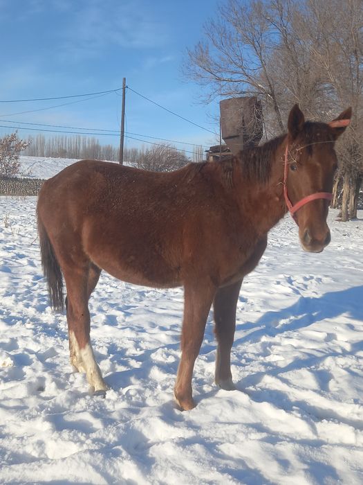 Баитал сатылады Продам кобылу 2 годаа