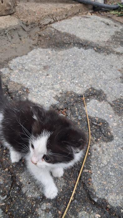 Котята отдам даром