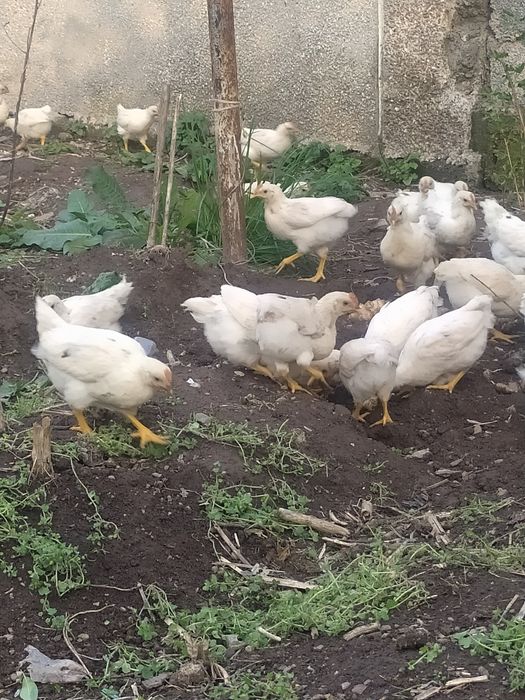 2 oyli tuxum qoyadigan jojalar