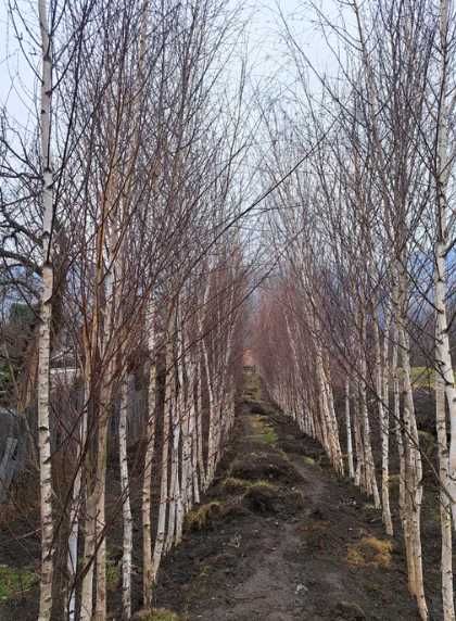 Arbori Mesteacăn / Tei pentru Amenajări Naturale