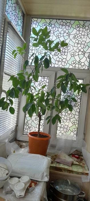 Лайм цитрус плодоноящий.