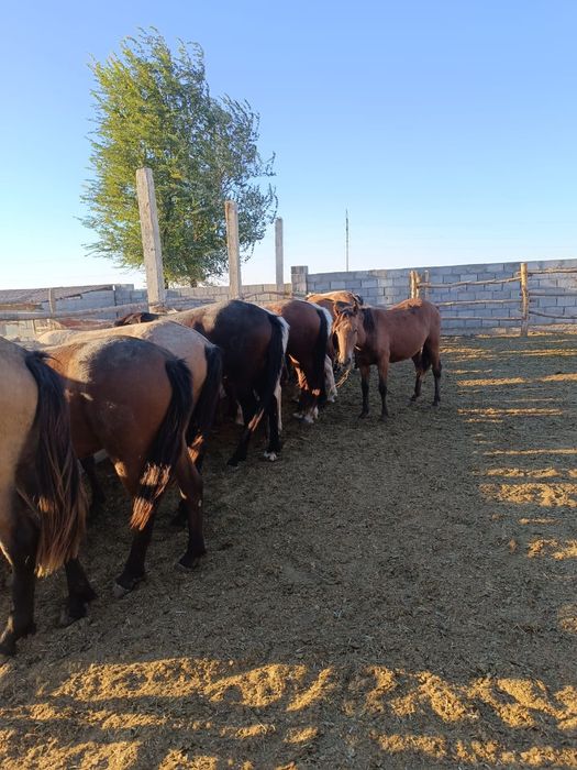 Жылқылар сатылады