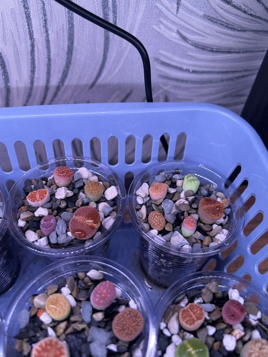 Литопсы - живые камни