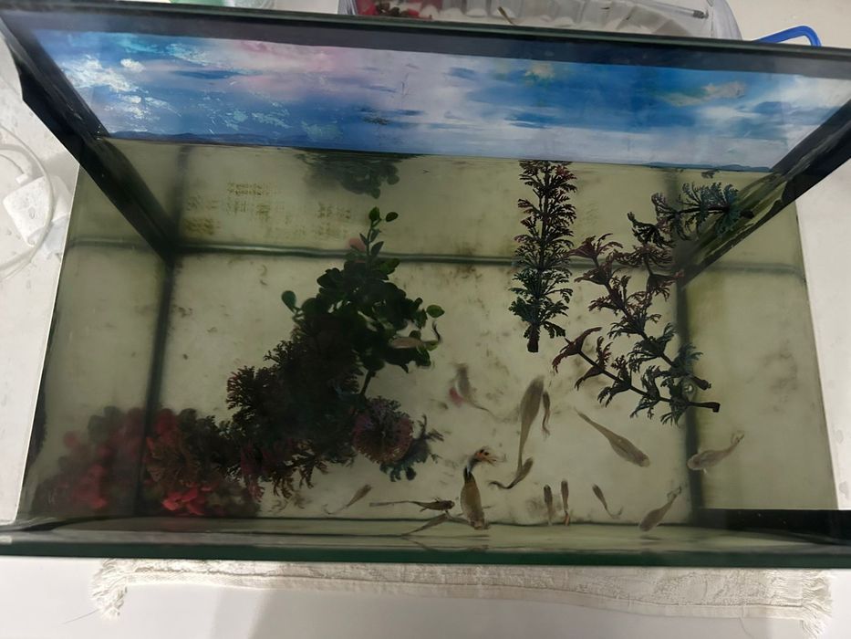 Продам аквариум с рыбкамм