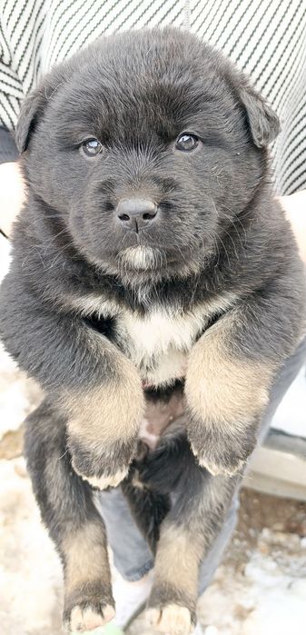 Отдам в хорошие и добрые руки