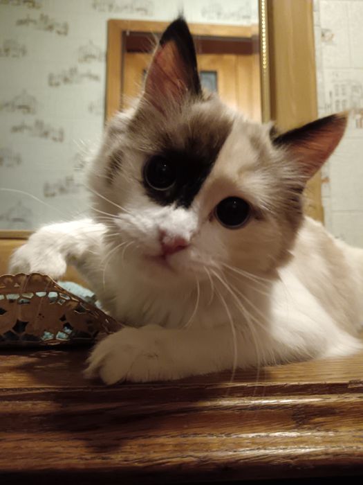 Отдам котёнка в добрые руки