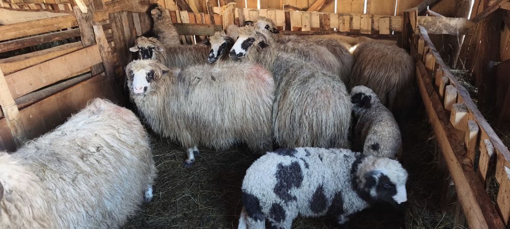 Vănd oi cu mieii!!!