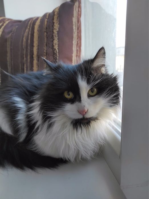 кошки в добрые руки