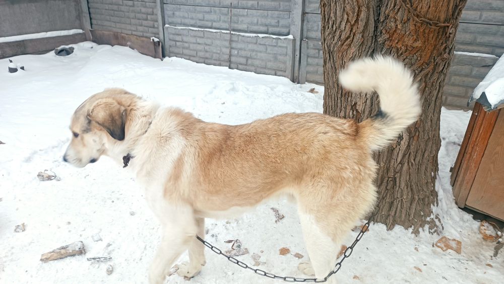 Қазақы төбет сатылады