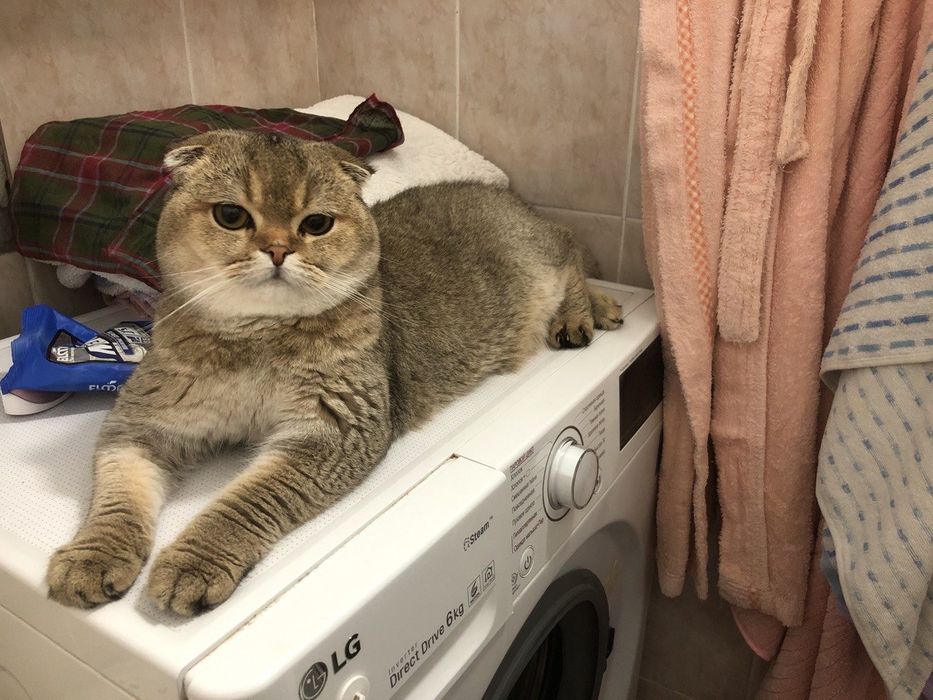 Вязка котов скотиш фолд