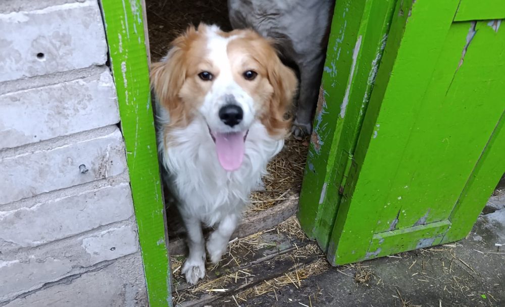 Отдам в добрые руки