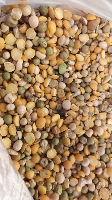 Пшеница.Платный чат! Все корма.