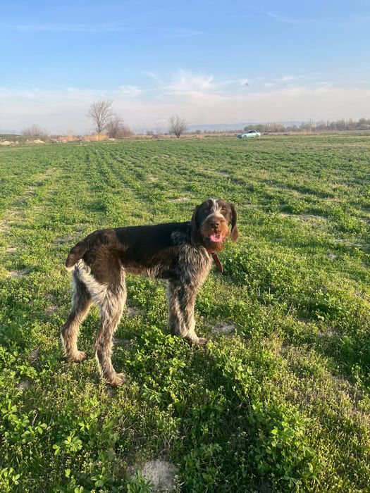 Дойч Дратхаар 6 месяцев щенок