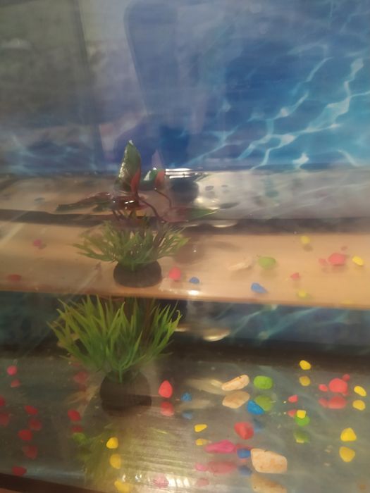 Продам аквариум с рыбками