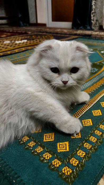 Скотиш фолд сотилади