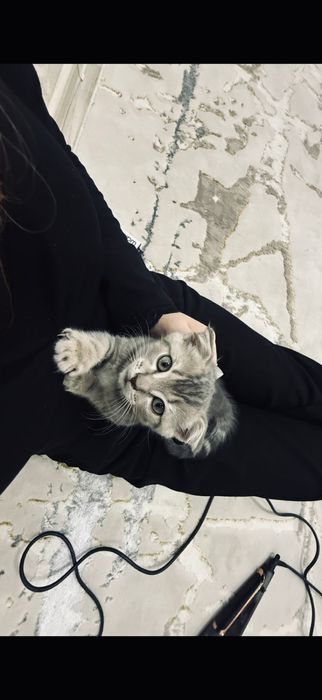 Шотландская вислоухая