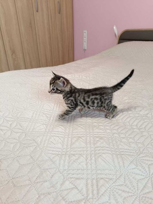 Бенгалски котета
