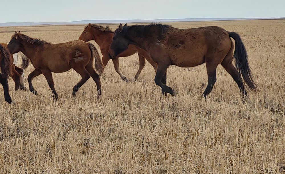 Биелер мен жабағылар сатылады