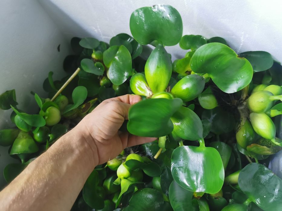 Planta de iaz easy Zambila de apa