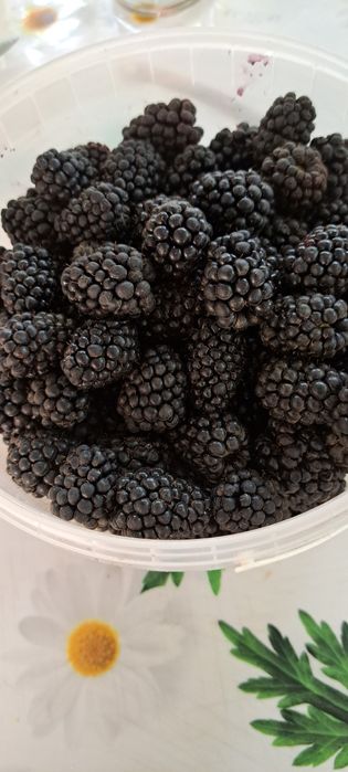 Продам ежемалину